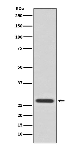 Anti-14-3-3 theta Rabbit Polyclonal Antibody