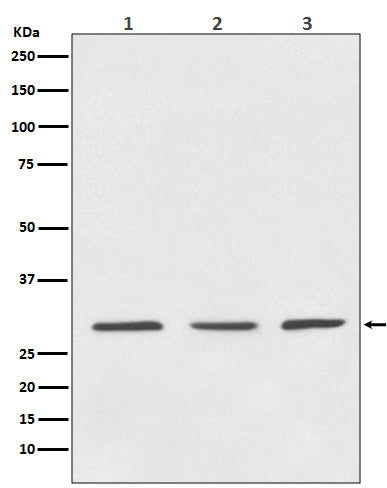 Anti-14-3-3 Rabbit Polyclonal Antibody