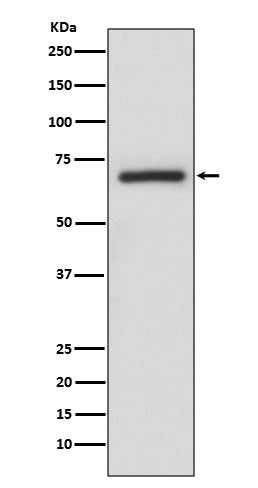 Anti-A RAF Rabbit Polyclonal Antibody