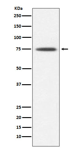 Anti-Hsp75 Rabbit Polyclonal Antibody