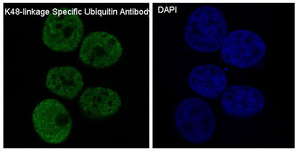 Anti-Ubiquitin K48 Rabbit Polyclonal Antibody