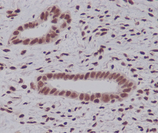 Anti-Ubiquitin K48 Rabbit Polyclonal Antibody