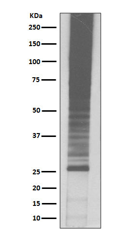 Anti-Ubiquitin K48 Rabbit Polyclonal Antibody