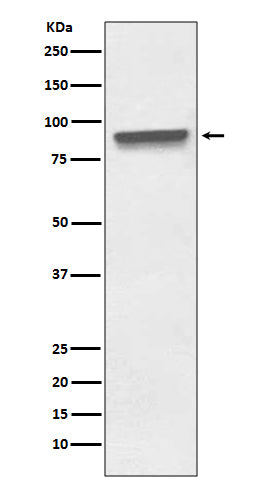 Anti-Mitofilin Rabbit Polyclonal Antibody