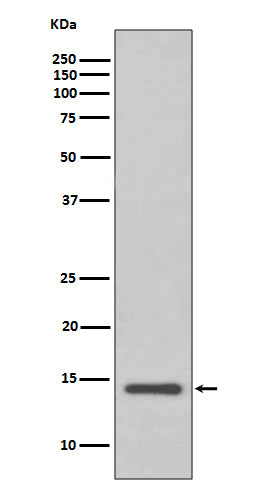 Anti-Cystatin C Rabbit Polyclonal Antibody