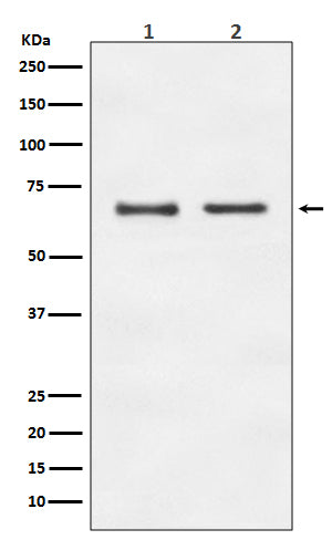 Anti-E2F1 Rabbit Polyclonal Antibody