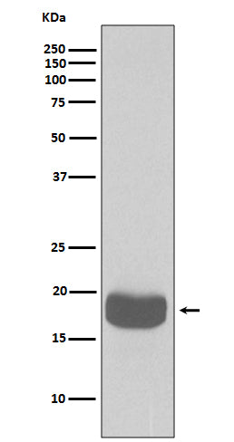 Anti-4E BP1 Rabbit Polyclonal Antibody