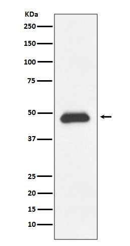Anti-Fas Rabbit Polyclonal Antibody