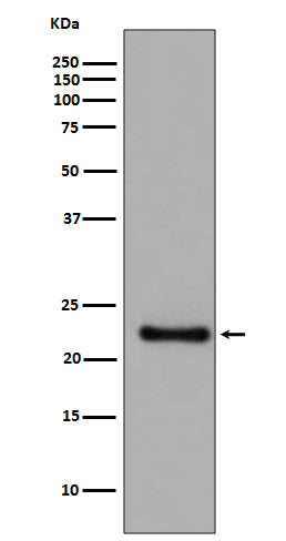 Anti-Glutathione Peroxidase 1 Rabbit Polyclonal Antibody