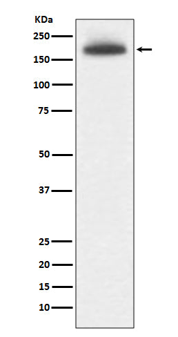Anti-Mannose Receptor Rabbit Polyclonal Antibody