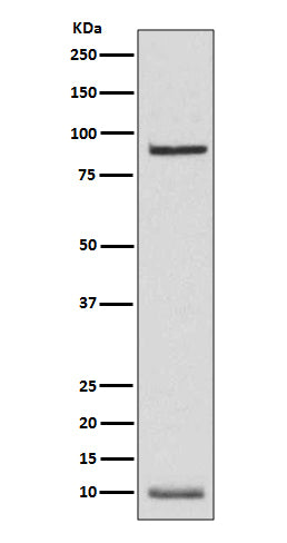 Anti-NEDD8 Rabbit Polyclonal Antibody