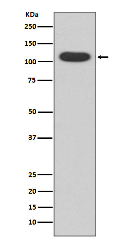 Anti-Aryl Hydrocarbon Receptor Rabbit Polyclonal Antibody