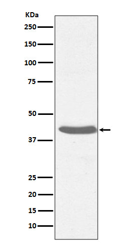 Anti-MHC Class I Rabbit Polyclonal Antibody