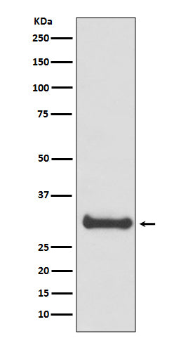 Anti-Calbindin Rabbit Polyclonal Antibody