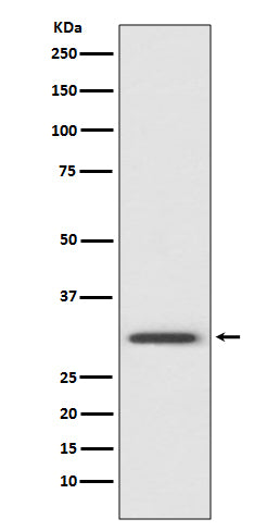 Anti-Annexin V Rabbit Polyclonal Antibody
