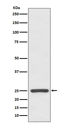 Anti-Human kappa Light Chain Rabbit Polyclonal Antibody