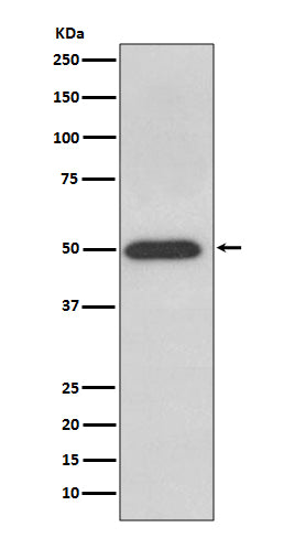 Anti-ATPB Rabbit Polyclonal Antibody