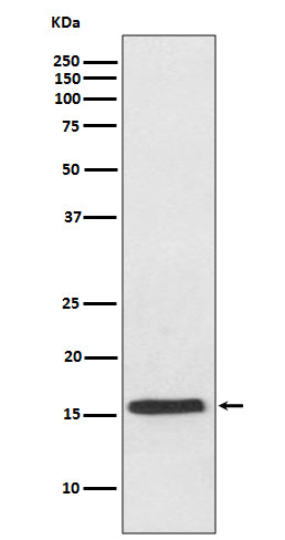 Anti-VAMP2 Rabbit Polyclonal Antibody