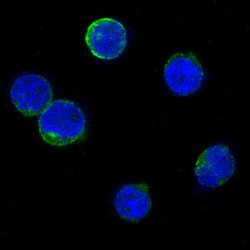 Anti-Bid Rabbit Polyclonal Antibody