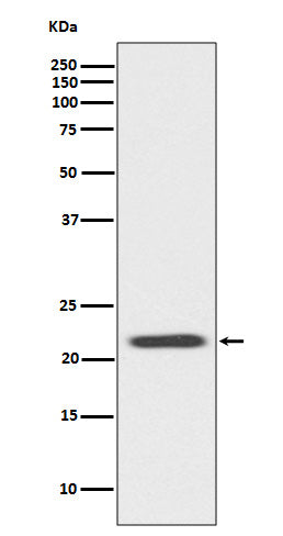 Anti-Bid Rabbit Polyclonal Antibody