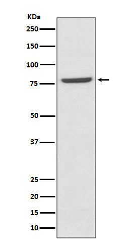 Anti-Mre11 Rabbit Polyclonal Antibody