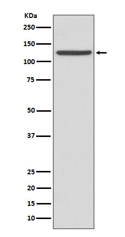 Anti-Integrin alpha IIb Rabbit Polyclonal Antibody
