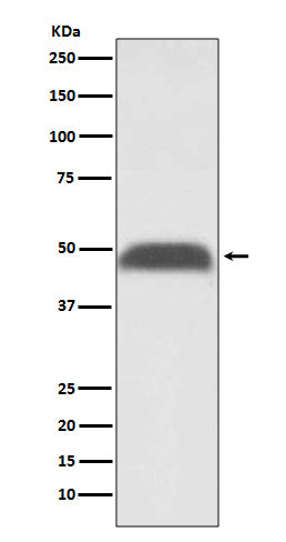 Anti-PABPN1 Rabbit Polyclonal Antibody