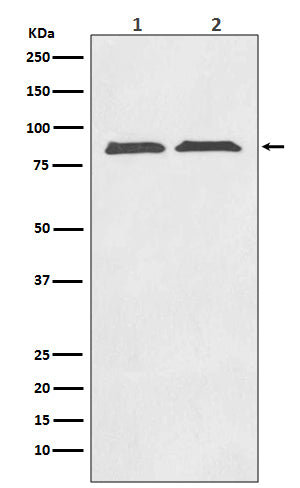 Anti-Axin 2 Rabbit Polyclonal Antibody