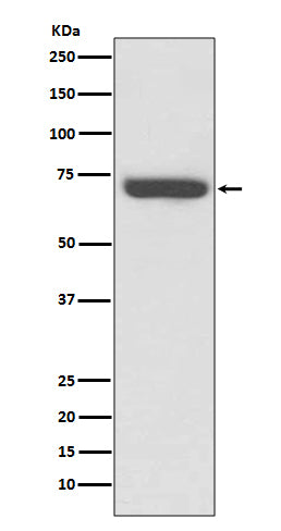 Anti-TNF Receptor 2 Rabbit Polyclonal Antibody