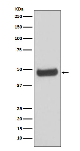Anti-PKA RII beta Rabbit Polyclonal Antibody
