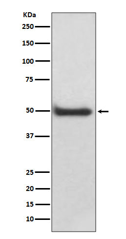 Anti-CaMKII delta Rabbit Polyclonal Antibody