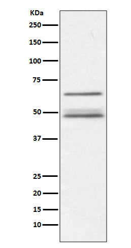Anti-IKK gamma Rabbit Polyclonal Antibody