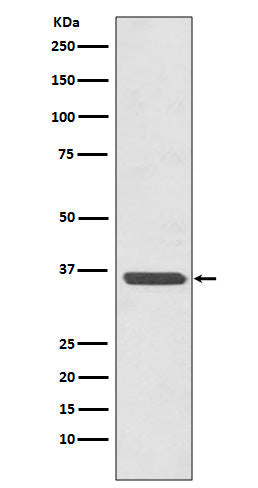 Anti-Annexin A2 Rabbit Polyclonal Antibody
