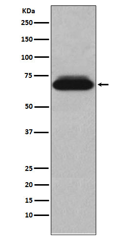 Anti-NUR77 Rabbit Polyclonal Antibody
