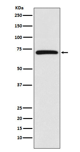 Anti-cIAP1 Rabbit Polyclonal Antibody