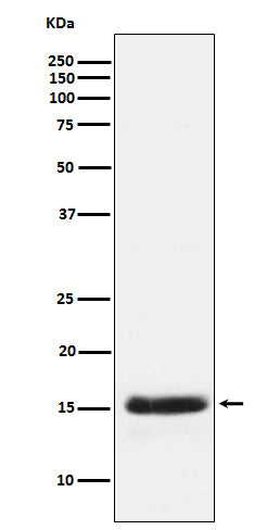 Anti-PLGF Rabbit Polyclonal Antibody