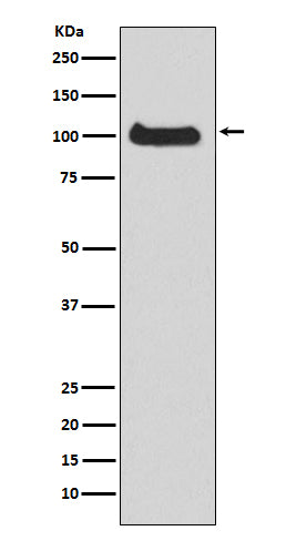 Anti-PKD1 Rabbit Polyclonal Antibody