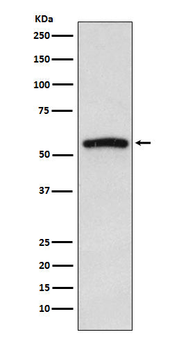 Anti-IRAK4 Rabbit Polyclonal Antibody