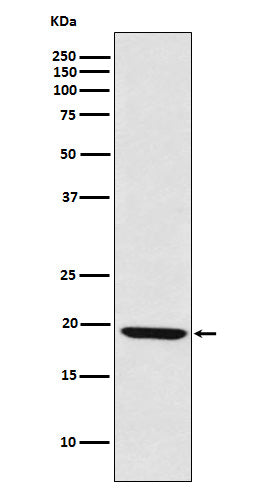Anti-LMO2 Rabbit Polyclonal Antibody
