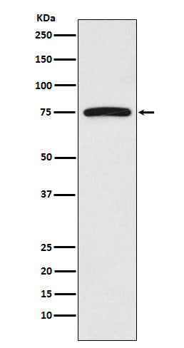 Anti-FRS2 Rabbit Polyclonal Antibody