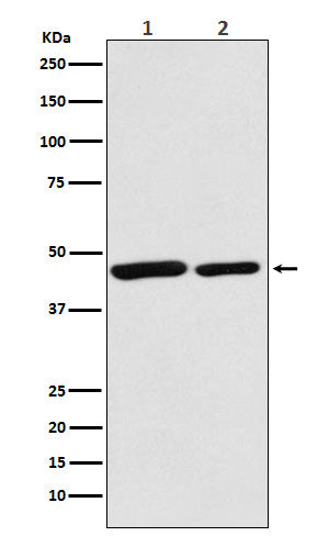 Anti-Citrate Synthetase Rabbit Polyclonal Antibody