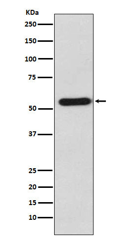 Anti-Staufen Rabbit Polyclonal Antibody