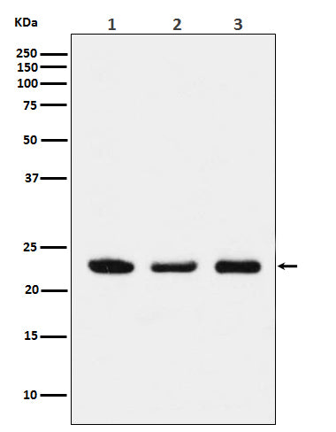 Anti-p23 Rabbit Polyclonal Antibody