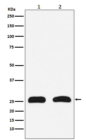 Anti-HMGB2 Rabbit Polyclonal Antibody