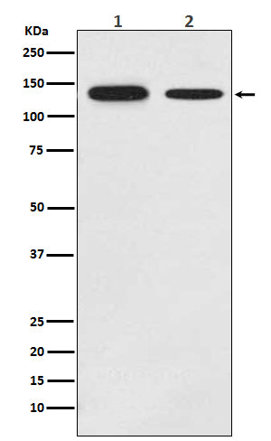 Anti-Growth Hormone Receptor Rabbit Polyclonal Antibody