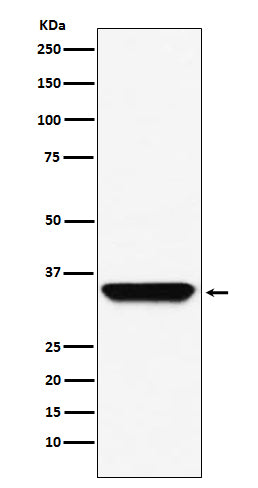 Anti-Adenosine A1 Receptor Rabbit Polyclonal Antibody