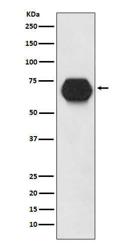 Anti-CD55 Rabbit Polyclonal Antibody