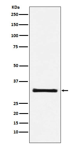 Anti-GC1q R Rabbit Polyclonal Antibody