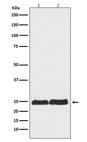 Anti-Ran Rabbit Polyclonal Antibody