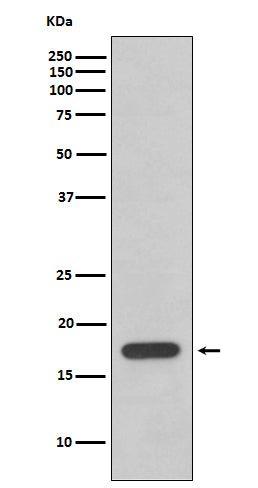 Anti-Cyclophilin F Rabbit Polyclonal Antibody